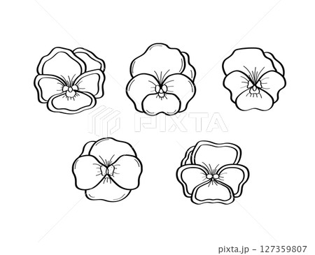 Collection pansies flowers outline. Vector illustrations of pansy flowers, showcasing different details of the petals. 127359807