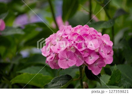 雨上がりのあじさい 127359821