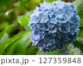雨上がりのあじさい 127359848