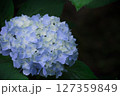 雨上がりのあじさい 127359849
