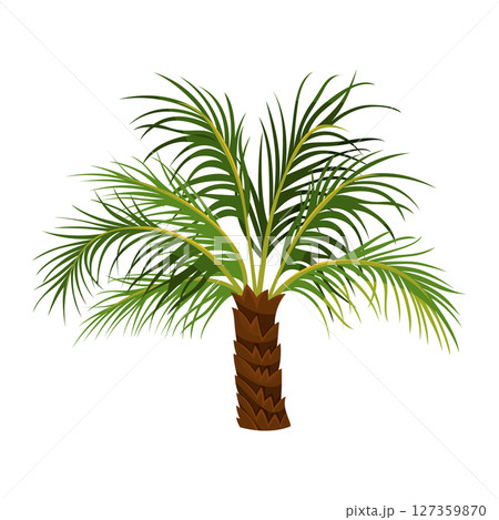 Phoenix palm or robellini, dwarf date tree. Vector miniature pygmy plant for sea coast, beach landscape. Icon for tropical garden and cultivation. Summer flora. Botany and exotic agriculture theme. 127359870