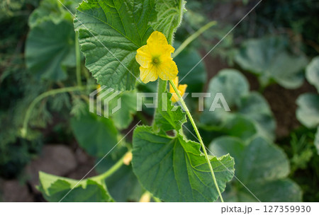 Flowers of the day Growing in the garden Flowers of the day Growing in the garden 127359930