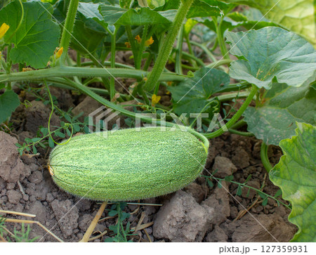 Unripe melon on a branch, unripe melon fruit growing in the garden Unripe melon on a branch, unripe melon fruit growing in the garden 127359931