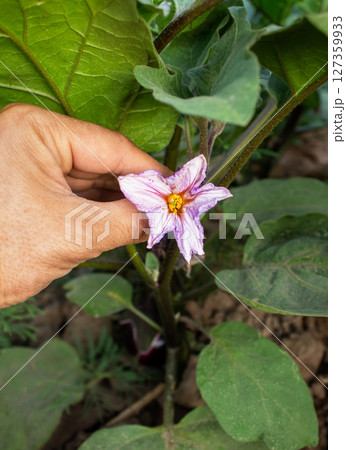 Farmer shows eggplant flower to camera 127359933