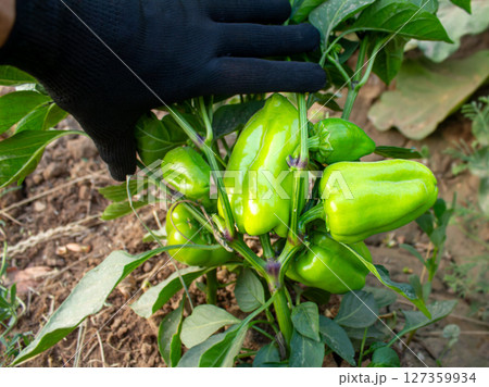 A farmer shows a bell pepper plant with a crop of peppers hanging on the bush 127359934