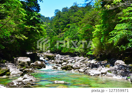 屋久島　ヤクスギランド　荒川 127359971