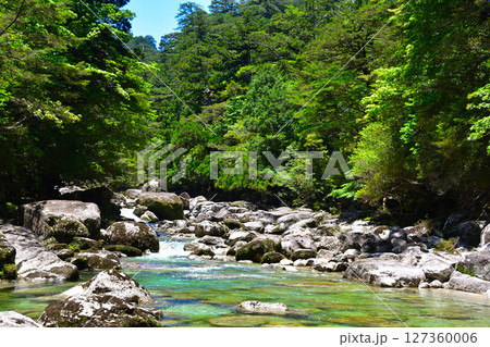 屋久島　ヤクスギランド　荒川 127360006