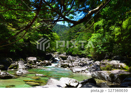 屋久島　ヤクスギランド　荒川 127360030