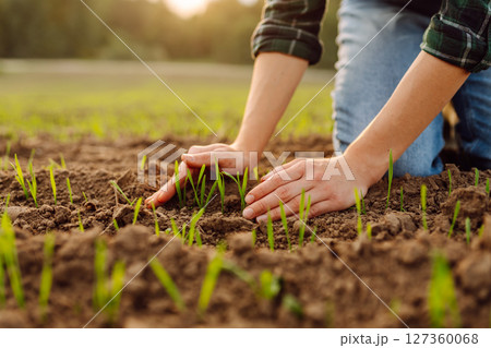 Farmer holds a young green wheat sprouts in hands checking quality of new crop. Concept of ecology. Farmer holds a young green wheat sprouts in hands checking quality of new crop. Concept of ecology. 127360068