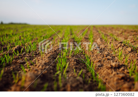 Young seedlings growing on a field in black soil in the sunset light. Agriculture. Young seedlings growing on a field in black soil in the sunset light. Agriculture. 127360082