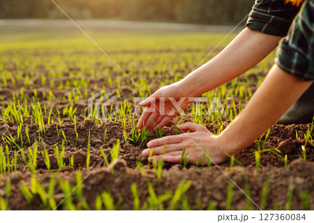 Farmer holds a young green wheat sprouts in hands checking quality of new crop. Concept of ecology. Farmer holds a young green wheat sprouts in hands checking quality of new crop. Concept of ecology. 127360084