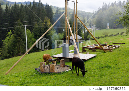 Scenic Rural Landscape with Grazing Cows, Wooden Structures and Lush Greenery Surrounded by Evergreen Trees in a Serene Natural Setting 127360251