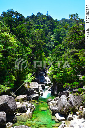 屋久島 ヤクスギランド 荒川 屋久島 ヤクスギランド 荒川 127360582