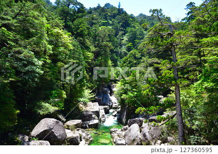 屋久島 ヤクスギランド 荒川 屋久島 ヤクスギランド 荒川 127360595