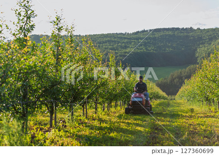 Farmer mowing grass between fruit trees on small tractor. 127360699