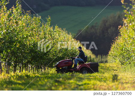 Farmer mowing grass between fruit trees on small tractor. Farmer mowing grass between fruit trees on small tractor. 127360700