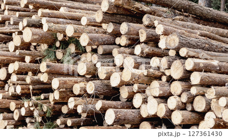 Wooden Logs with Forest on Background. Wood as a source renewable energy. Lumber industry. 127361430