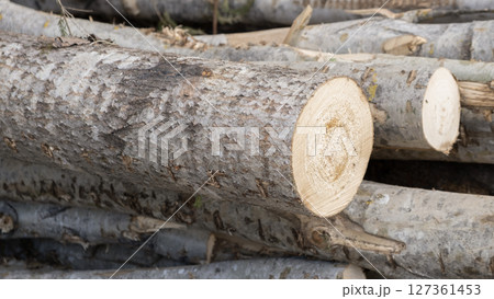 Wooden Logs with Forest on Background. Wood as a source renewable energy. Lumber industry. 127361453