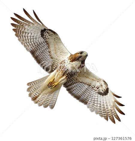 Majestic hawk soars through sky with its wings fully spread, showcasing its impressive plumage and keen gaze. bird powerful presence is both graceful and commanding 127361576