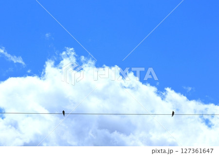 夏空の下で羽休み中のツバメ 127361647