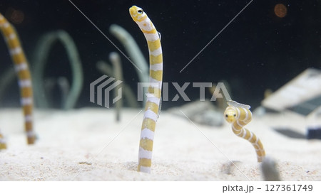 水族館のチンアナゴ 127361749