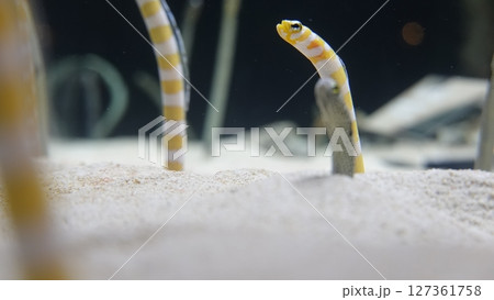 水族館のチンアナゴ 水族館のチンアナゴ 127361758