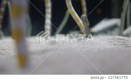 水族館のチンアナゴ 127361770