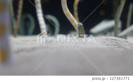 水族館のチンアナゴ 127361771