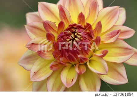 ダリアの豪華な咲く姿には圧倒的な存在感がー五 ダリアの豪華な咲く姿には圧倒的な存在感がー五 127361884