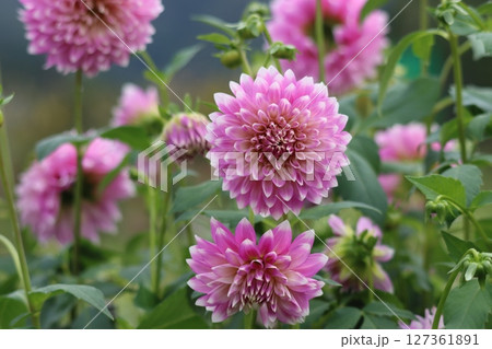 花色や品種のバリエーションが広がるダリア 127361891