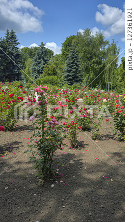 Park area with trees and flowers. Recreation areas and bicycle paths. Tourism 127361921