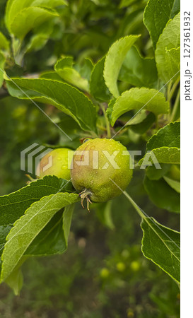 Small fruits on an apple tree. Apples on tree branches. Trees and fruits. Small fruits on an apple tree. Apples on tree branches. Trees and fruits. 127361932