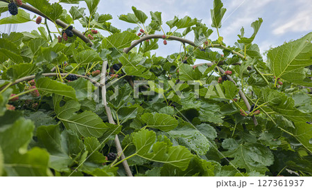Mulberry fruits. Green plants in the country. Mulberry leaves. Mulberry fruits. Green plants in the country. Mulberry leaves. 127361937