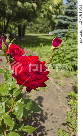 Rose bushes in the city park. Variety of rose varieties and colors. 127361953