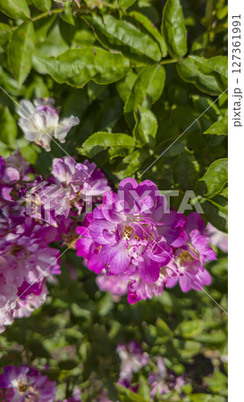 Rose bushes in the city park. Variety of rose varieties and colors. 127361991