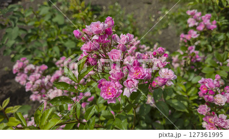 Rose bushes in the city park. Variety of rose varieties and colors. 127361995