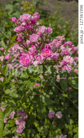 Rose bushes in the city park. Variety of rose varieties and colors. 127361996