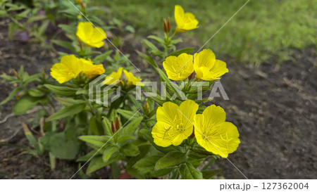 Decorative yellow flowers in the city park. Suitable for postcards and puzzles. 127362004