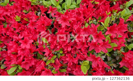 たくさんのツツジの花 127362136