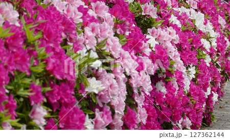 たくさんのツツジの花 たくさんのツツジの花 127362144