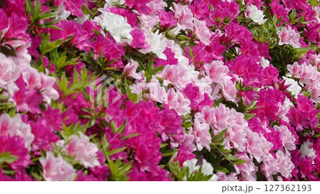 たくさんのツツジの花 127362193