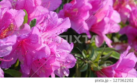 たくさんのツツジの花 たくさんのツツジの花 127362202