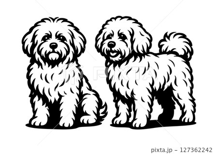 Two cute Bolognese dogs in fluffy fur style, sitting together in clean black and white vector line art, isolated on white. Pet. Two cute Bolognese dogs in fluffy fur style, sitting together in clean black and white vector line art, isolated on white. Pet. 127362242