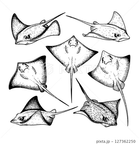 Group of stingrays in motion, hand-drawn detailed black and white illustration, top and side views in graceful poses. Group of stingrays in motion, hand-drawn detailed black and white illustration, top and side views in graceful poses. 127362250