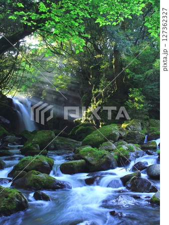 光さす新緑の夫婦滝（熊本県南小国町・縦構図） 127362327