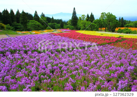 満開のリナリア畑（久住高原） 127362329