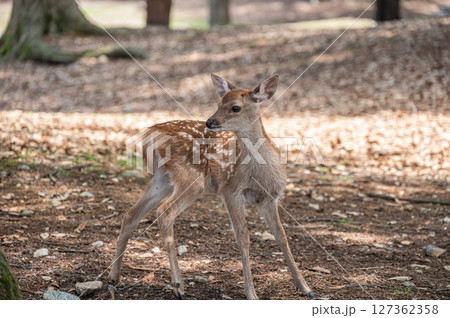 奈良公園の子鹿　浅茅ケ原園地 127362358