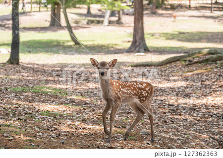 奈良公園の子鹿 浅茅ケ原園地 奈良公園の子鹿 浅茅ケ原園地 127362363