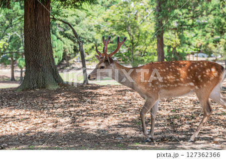 奈良公園の鹿(オス) 浅茅ケ原園地 奈良公園の鹿(オス) 浅茅ケ原園地 127362366