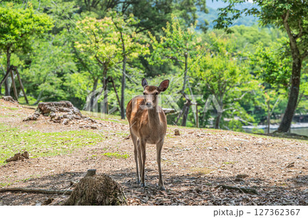 奈良公園の鹿（メス）　浅茅ケ原園地 127362367